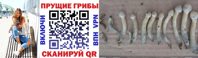 Галлюциногенные грибы мицелий Сухой Лог